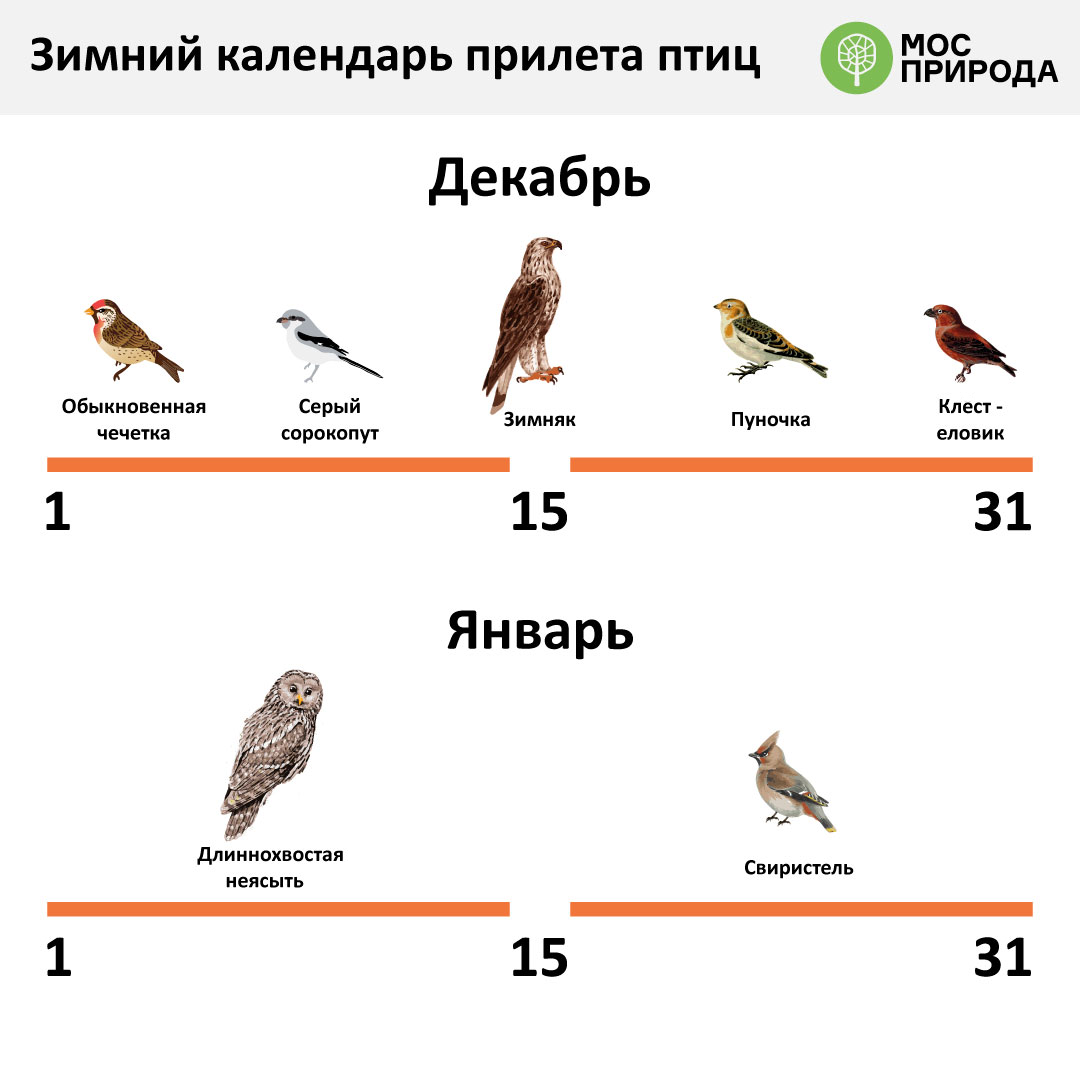 Какие птицы в москве фото Добро пожаловать, северные друзья: какие пернатые гости прилетают в Москву зимов