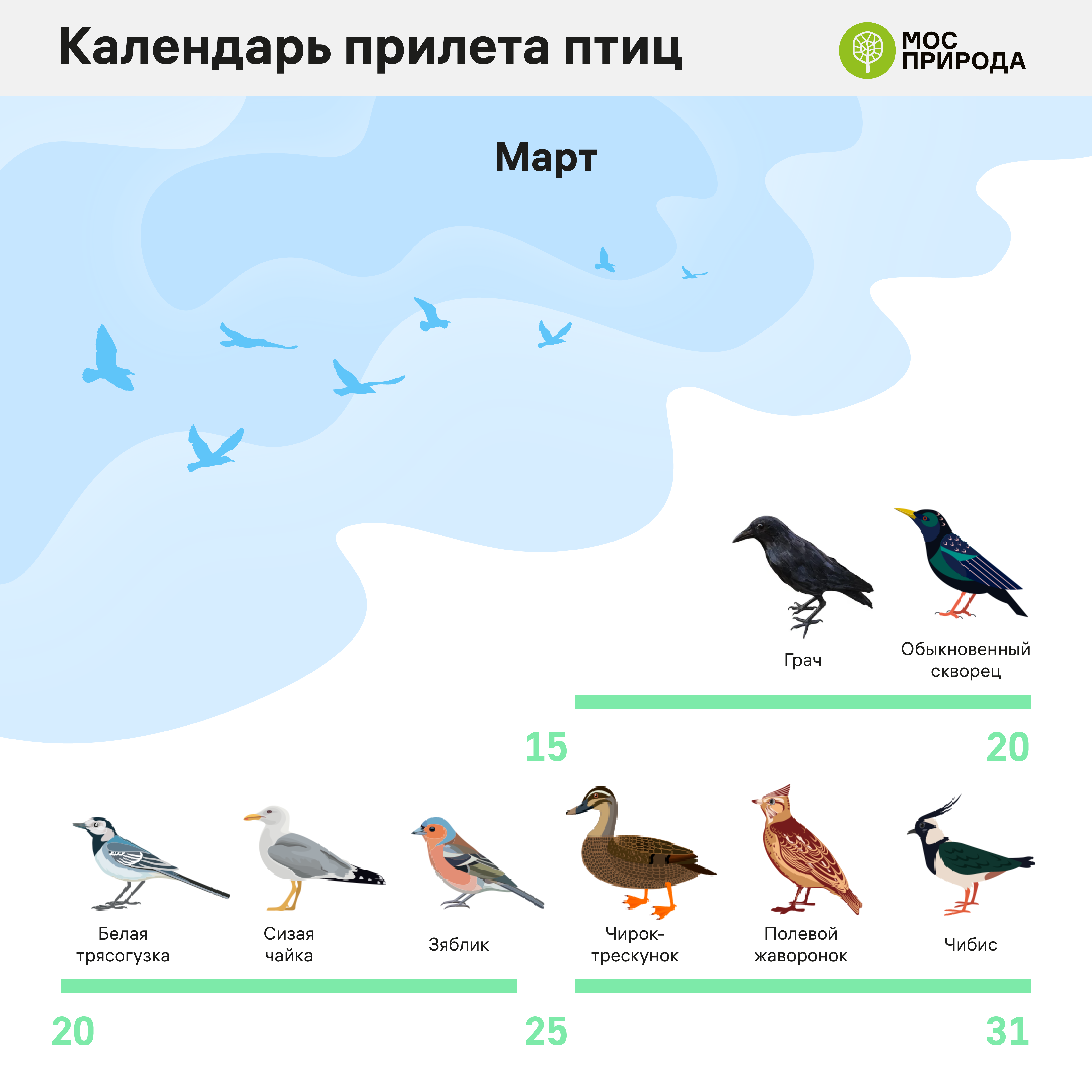 Пора домой: Мосприрода разработала календарь прилета птиц