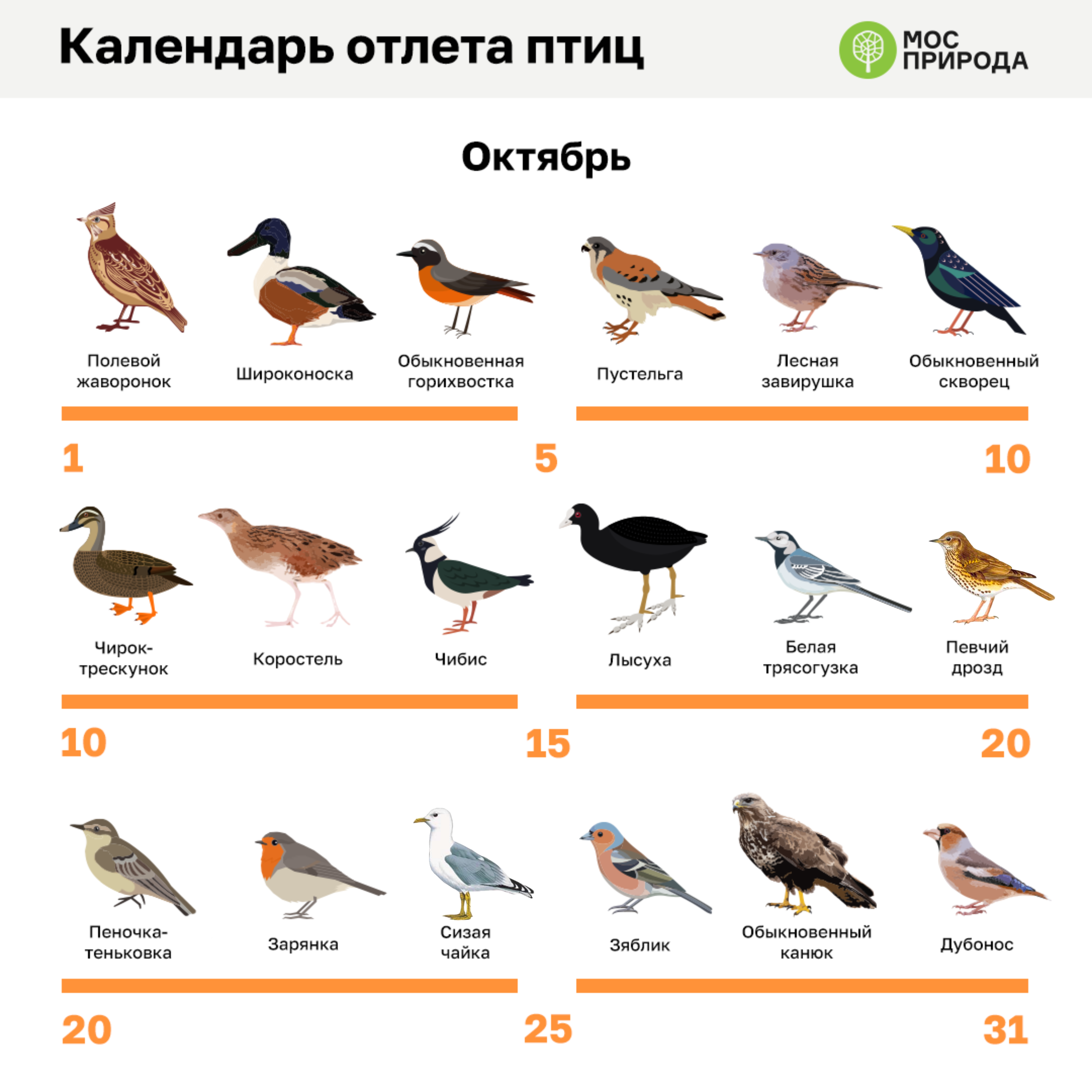 Виды птиц москвы