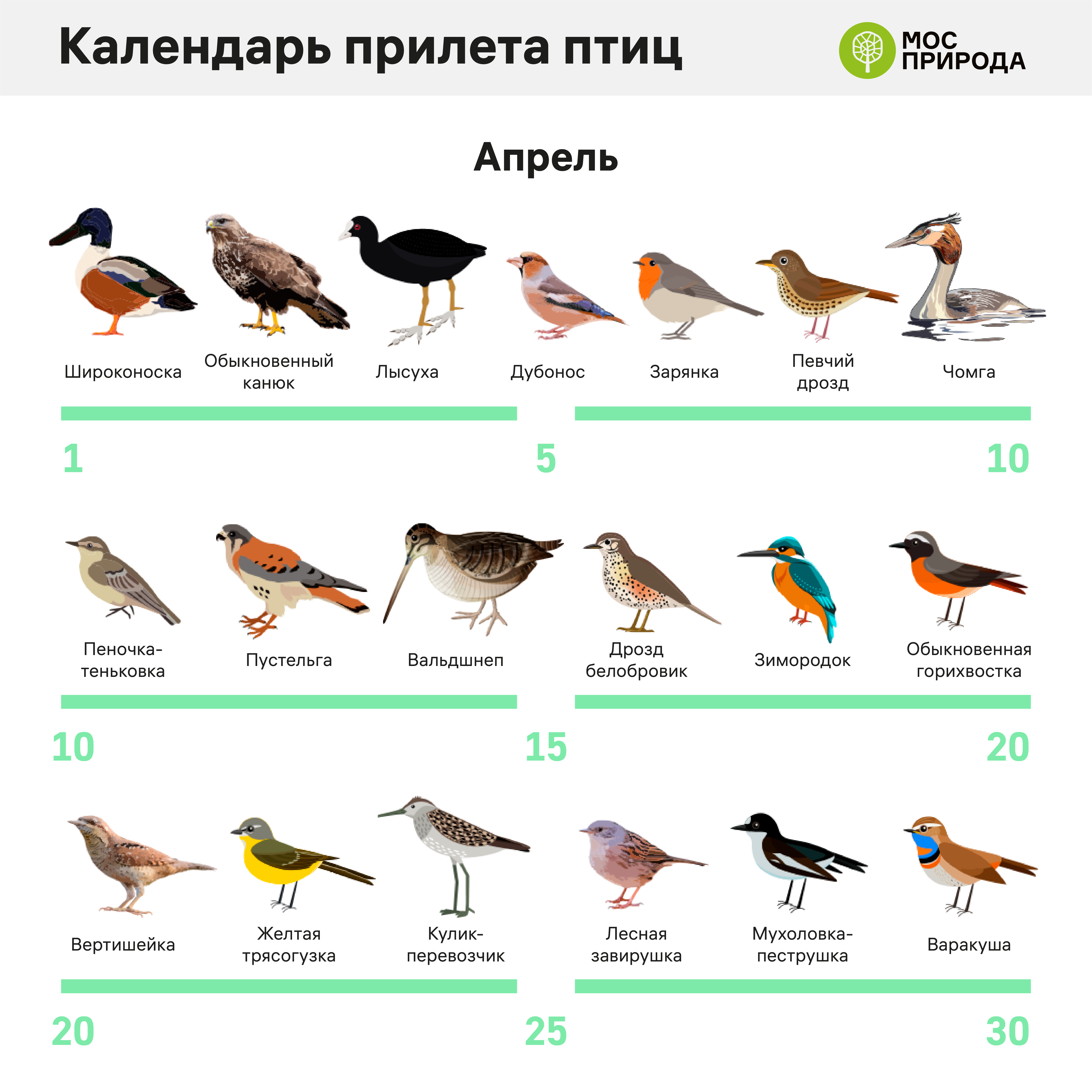 Разновидность птиц в москве