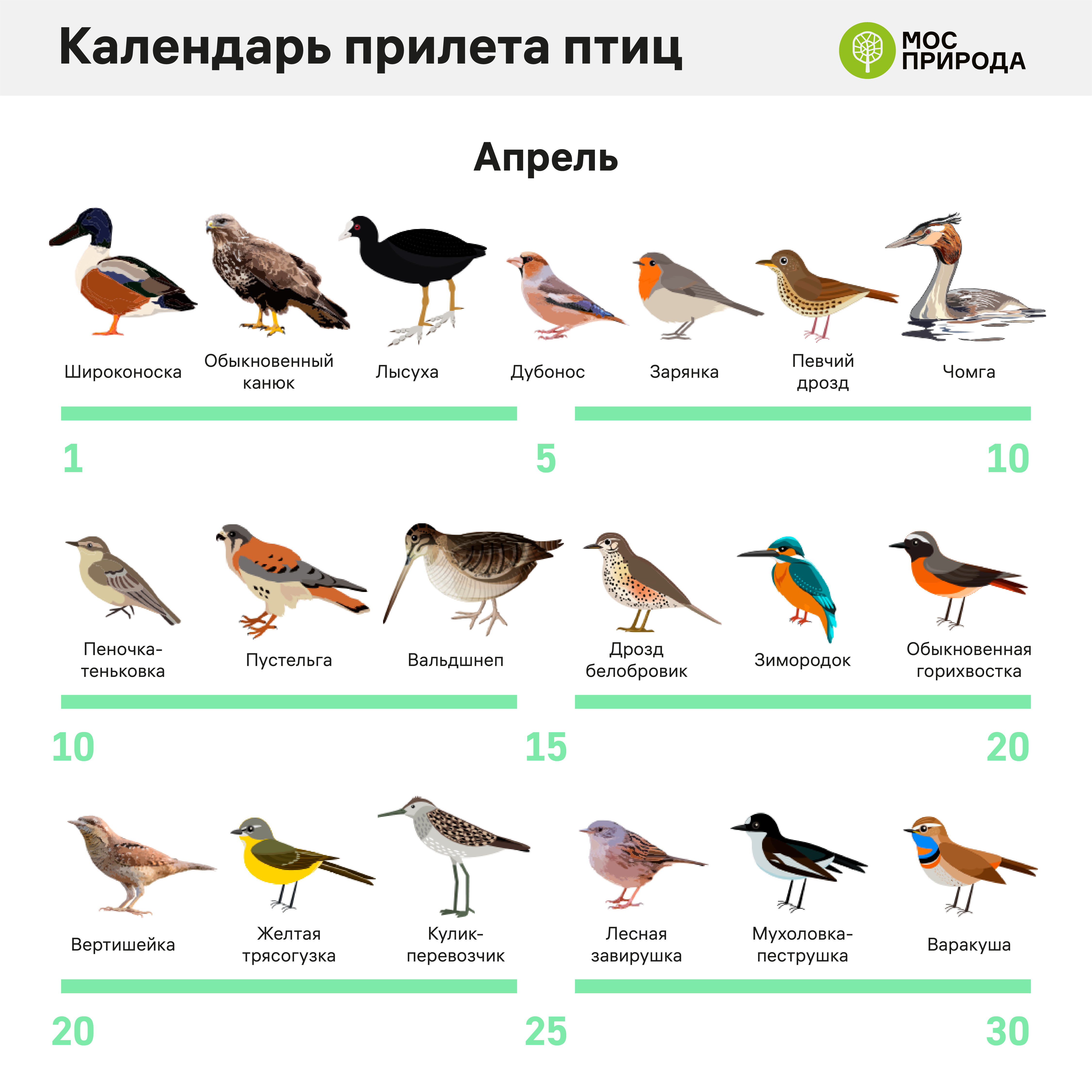 Пора домой: Мосприрода разработала календарь прилета птиц