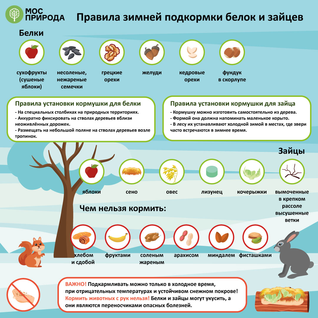 Правильное питание: чем нужно кормить зверей зимой